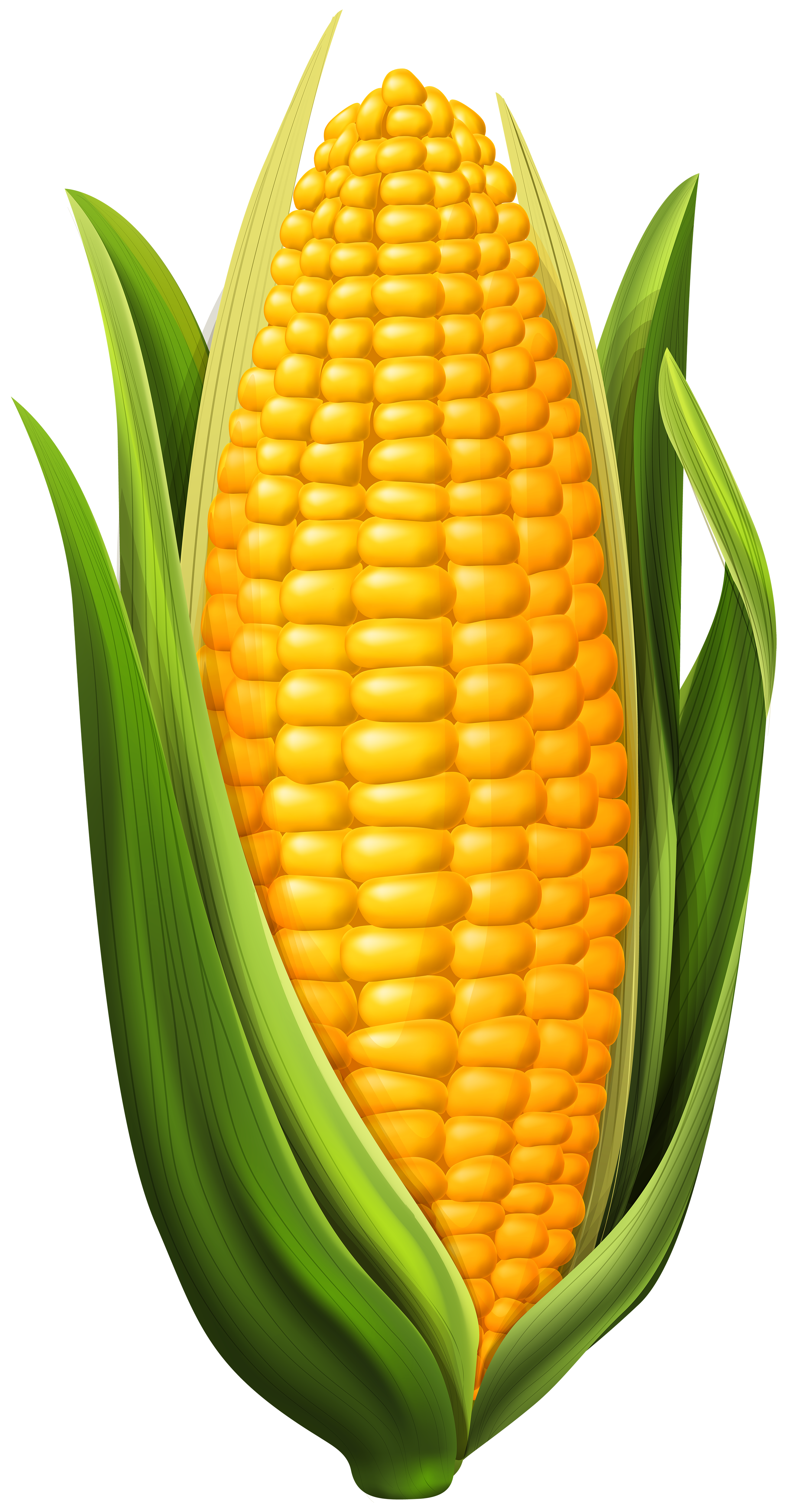 clipart-corn-on-the-cob-clip-art-library