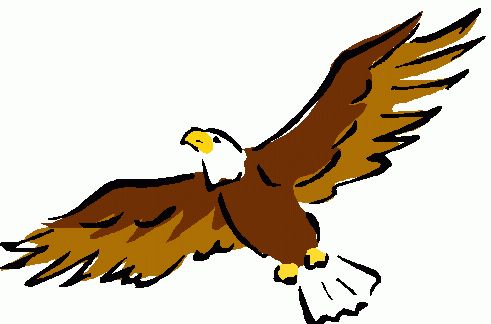 bald eagle attacks owl clipart