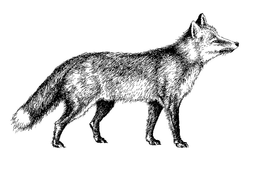 Fox clipart ,silver foxx