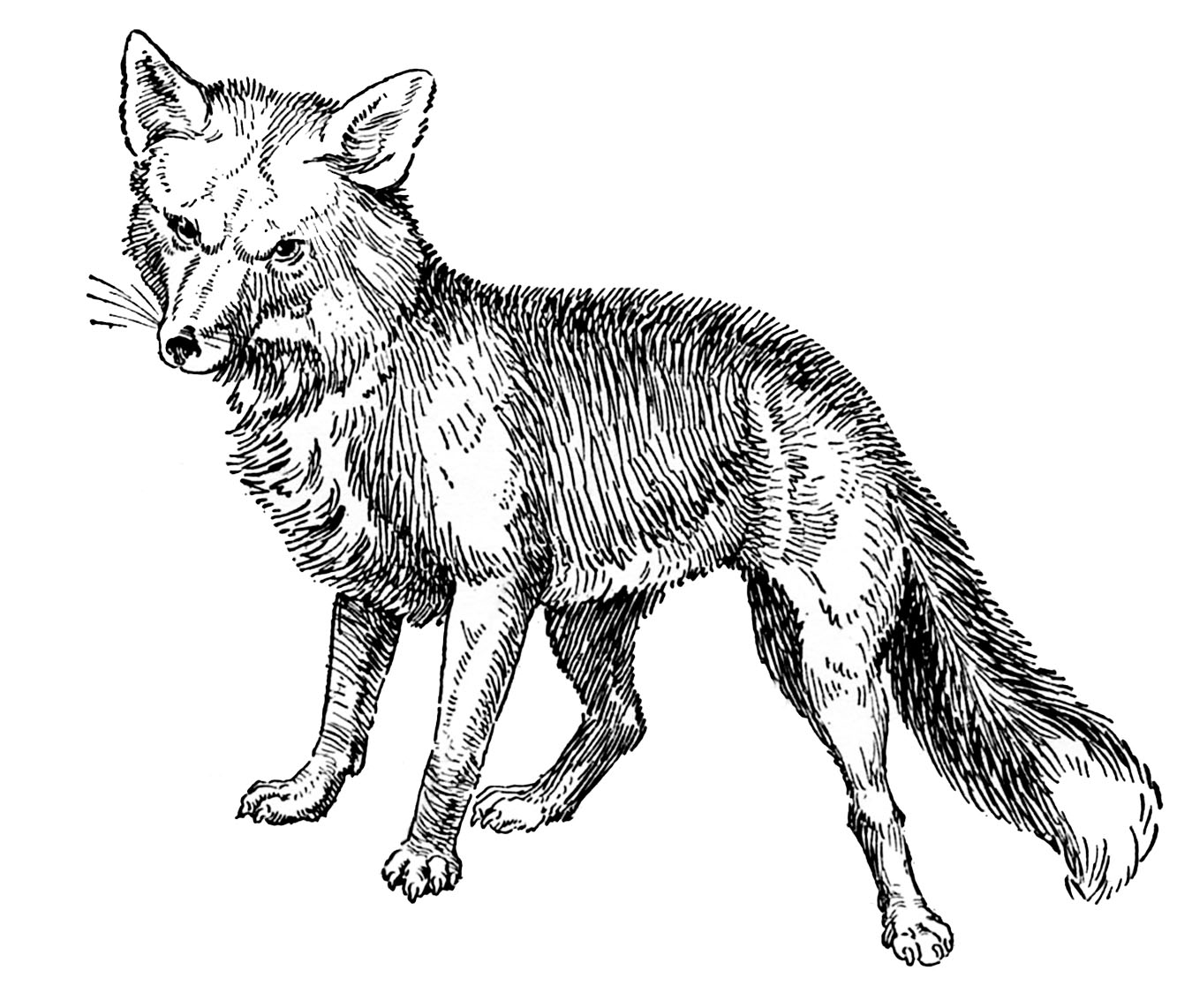 Vintage Animal Clip Art -Fox Drawings 