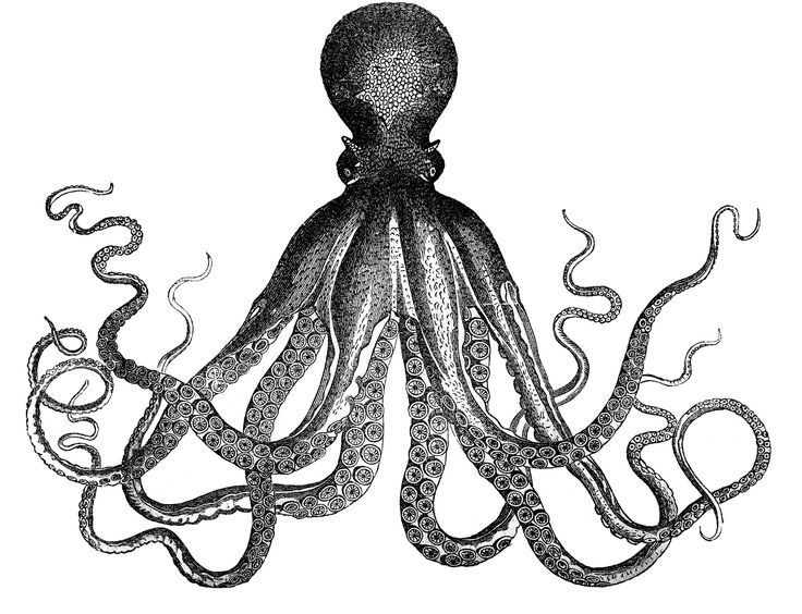 Best Octopus image idea