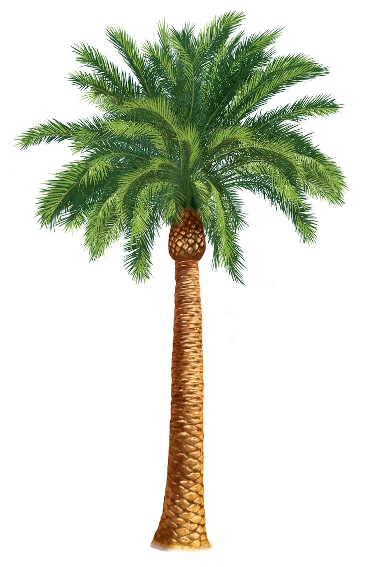 Free Palm Tree Clip Art, Download Free Palm Tree Clip Art png images