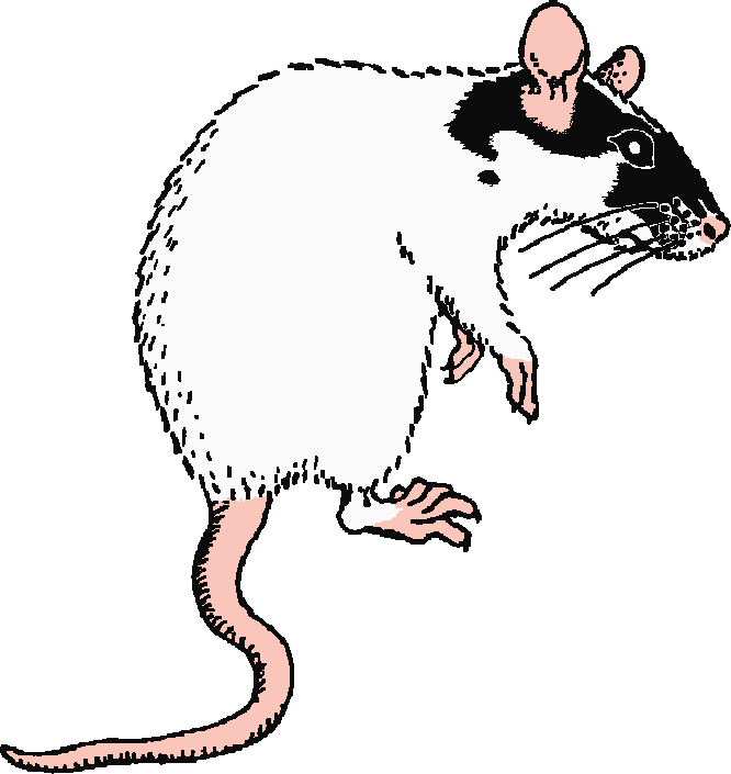 Free Rat Clipart Black And White, Download Free Rat Clipart Black And