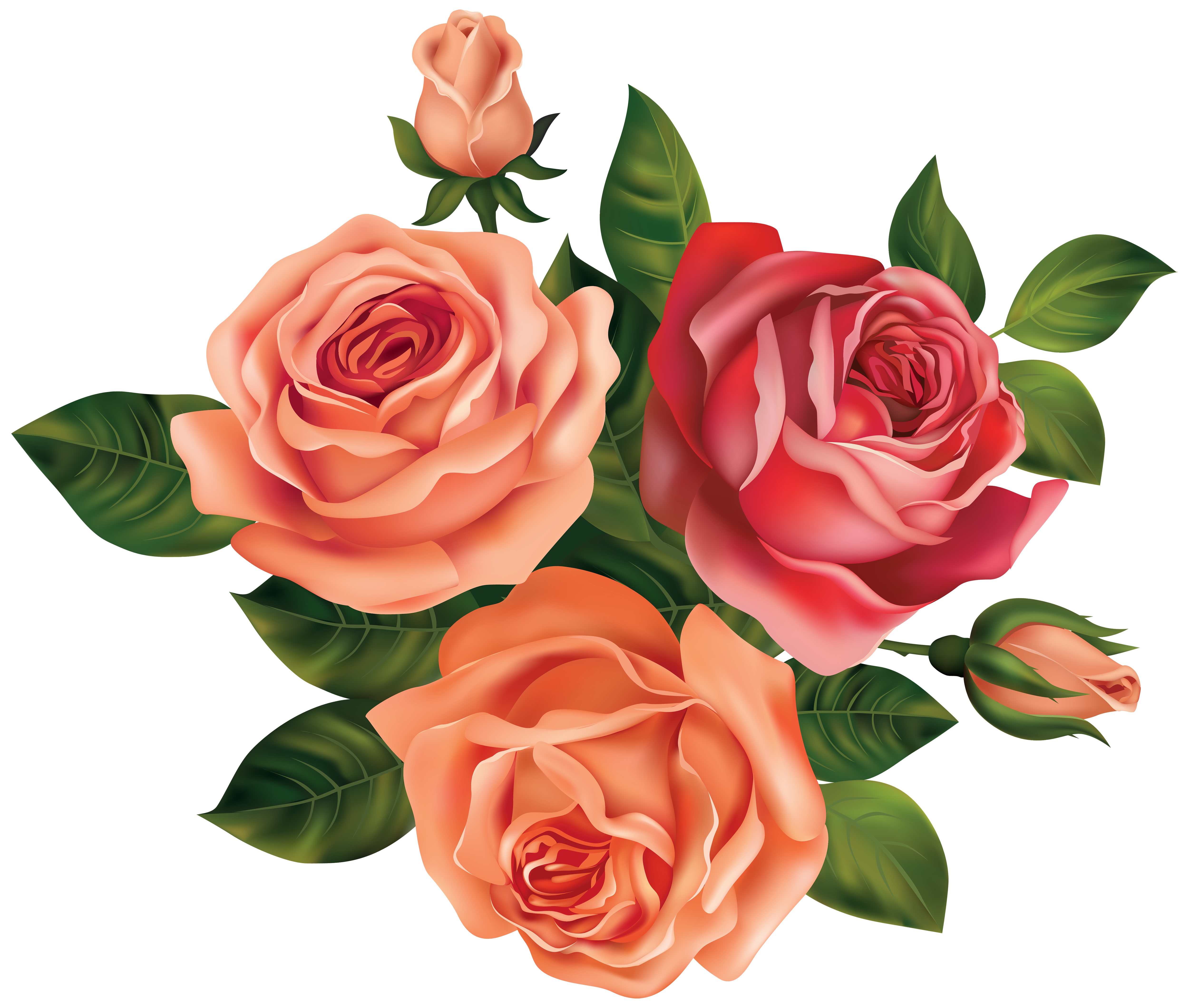 Beautiful Roses Clipart