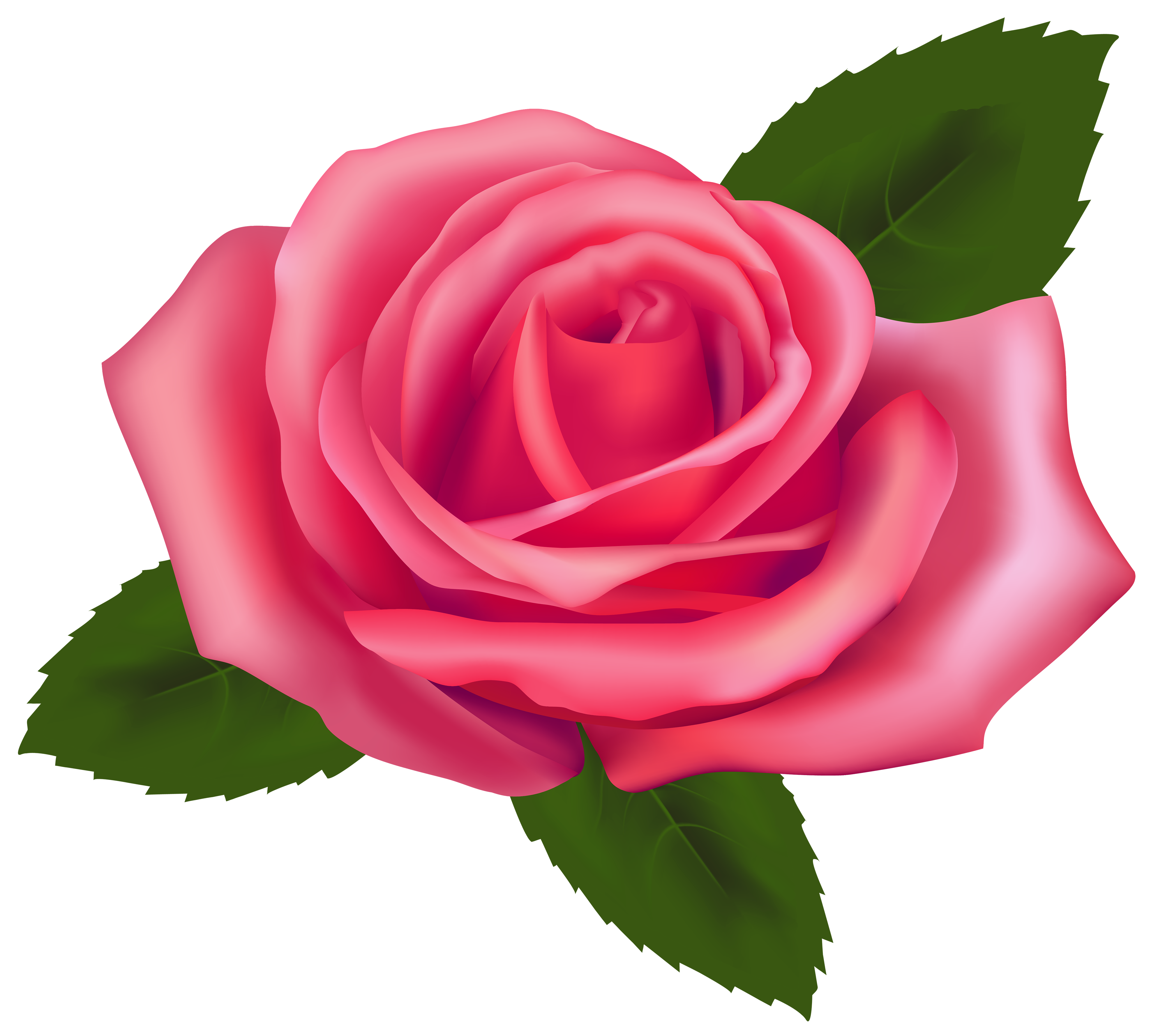 Top Pink Rose Clip Art