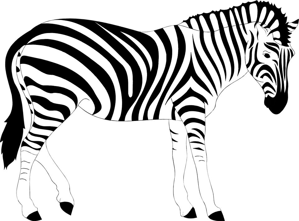 Zebra clipart wild animal