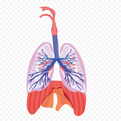 Respiratory System clip art (125680) Free SVG Download / 4 Vector ...