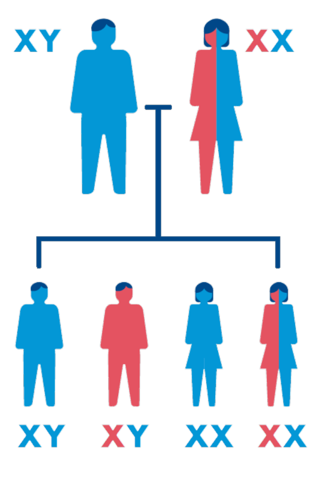 Diagram showing XY male and XX female parents producing offspring with XY and XX genotypes in a Punnett square style family tree.