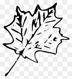 Maple Leaf Line Art Illustration - Free Download & Usage
