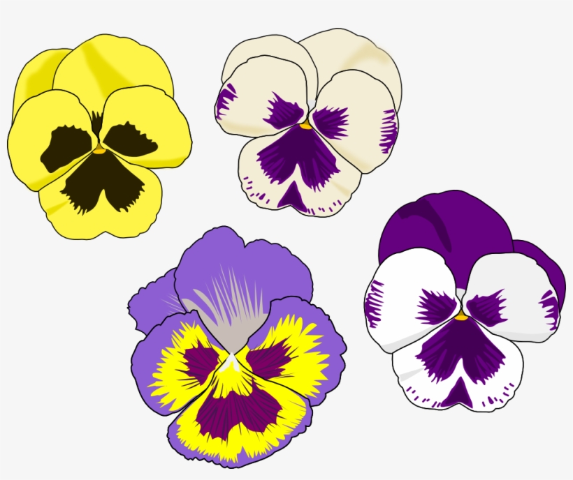 Four illustrated pansy flowers in yellow, cream-purple, violet-yellow, and white-purple color combinations.