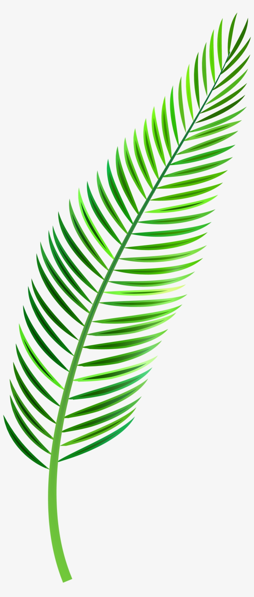 Palm Leaves Clipart Foliage Clipart Leaf Clipart Sexiz Pix The Best Porn Website