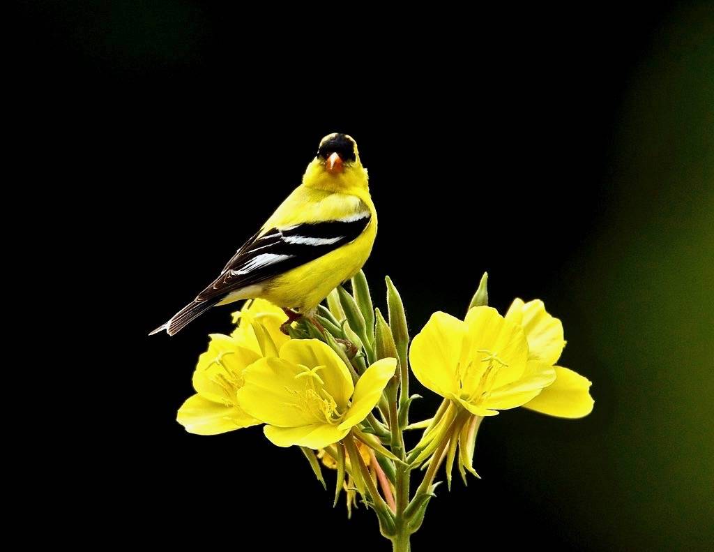 American Goldfinch on Yellow Evening Primrose - Nature Photography