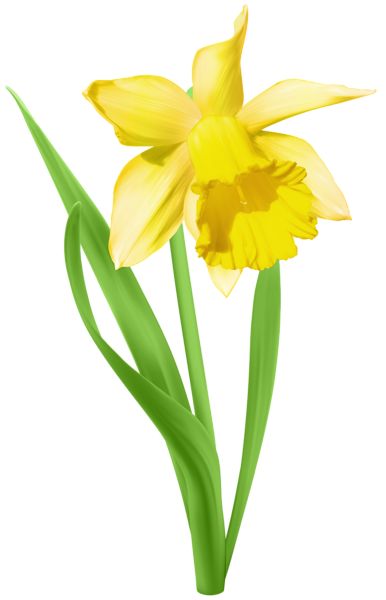 A vibrant yellow daffodil with six outer petals and a trumpet-shaped corona, set against a white background with green leaves.