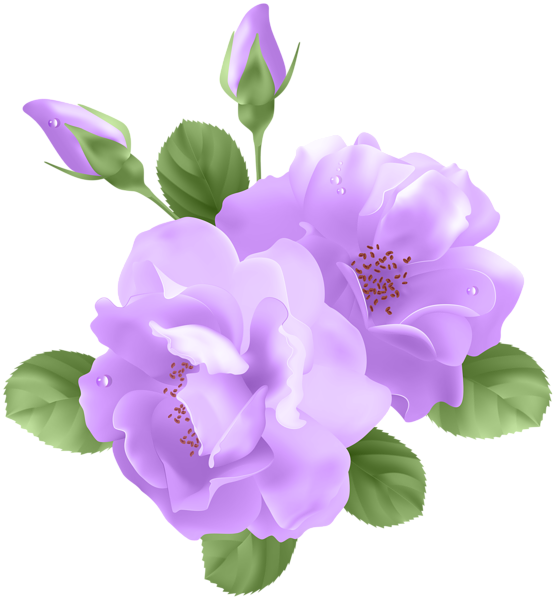 Delicate purple roses with dewdrops, two blooms and buds surrounded by green leaves on transparent background.
