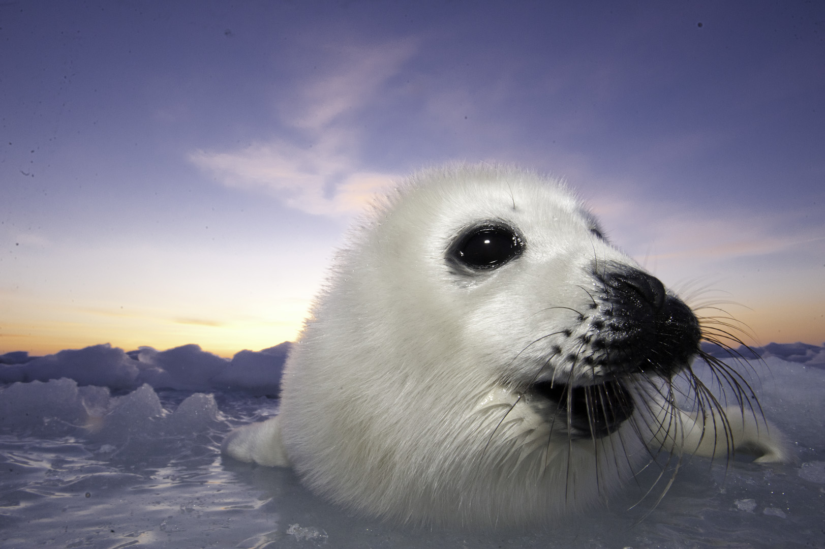 Snow Seals Clip Art Library