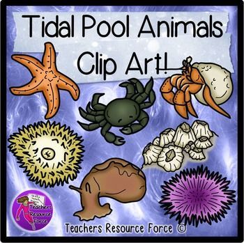 Tidal Pool Animals Clip Art - Educational Marine Life Illustrations