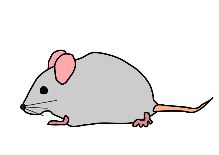 Simple cartoon illustration of a gray mouse with pink ears, black eye, and orange tail on white background.