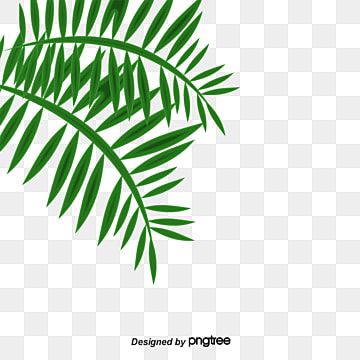 Green palm frond with slender leaflets on transparent background, ideal for tropical design overlays.