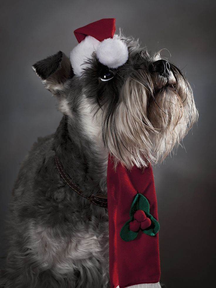 Gray Miniature Schnauzer wearing a red Santa hat and holly-decorated scarf, looking upward against a dark studio background.