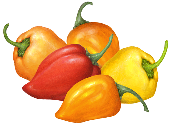 Vibrant illustration of five colorful peppers-red, orange, and yellow-with green stems, arranged in a cluster.