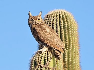 Great horned owl perched on a saguaro cactus against a clear blue sky.