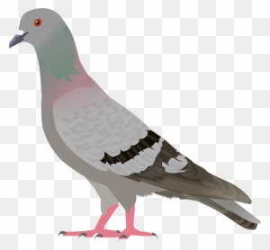 pigeons - Clip Art Library