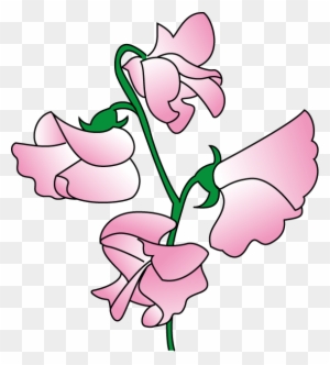 Pink sweet pea flowers on a green vine, illustrated in soft pastel style with transparent background.