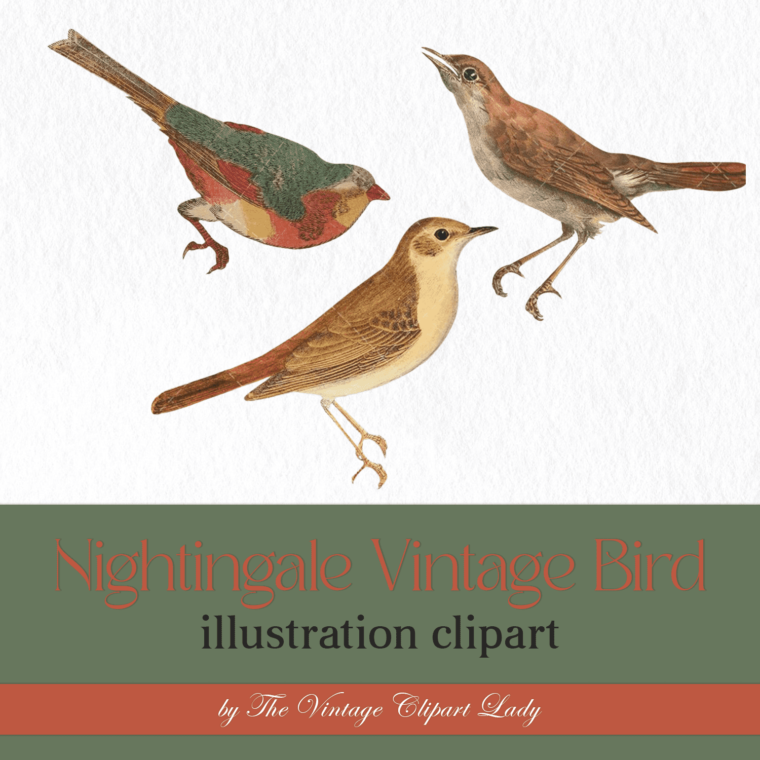 Vintage Nightingale Bird Illustration Clipart - Printable & Digital Use