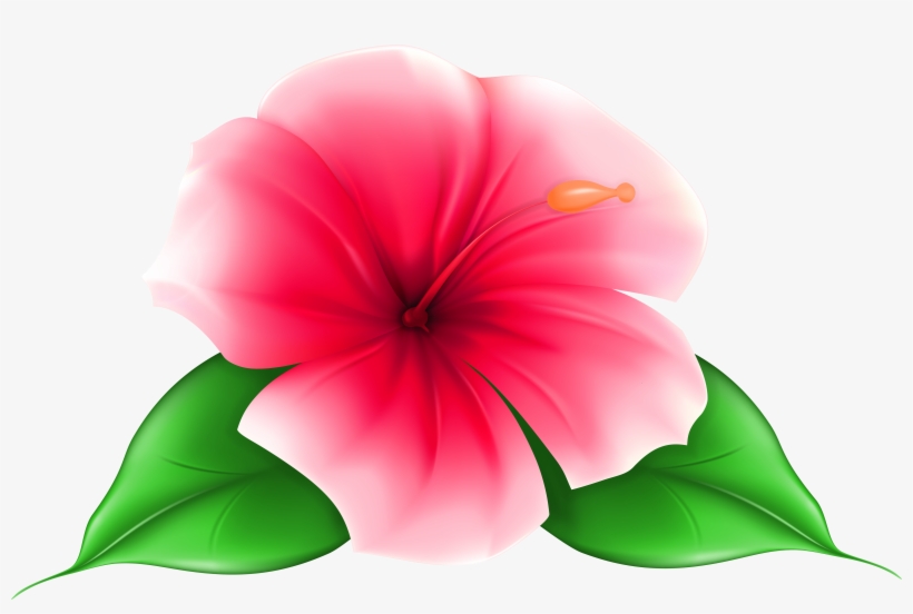 Blue Hibiscus Flower Png Freeuse Stock - Hibiscus Flower Colours - Clip ...