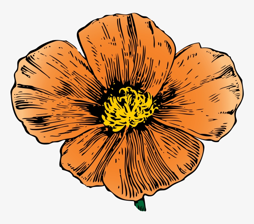 Hand-drawn orange poppy flower with yellow center and black ink detailing on white background.