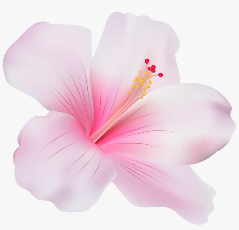 Pink Hibiscus Flower Clipart Clipart Library Clipart Library Clip Art Library 6403