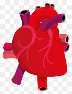 Illustrated human heart with major arteries and veins in red and purple on transparent background.