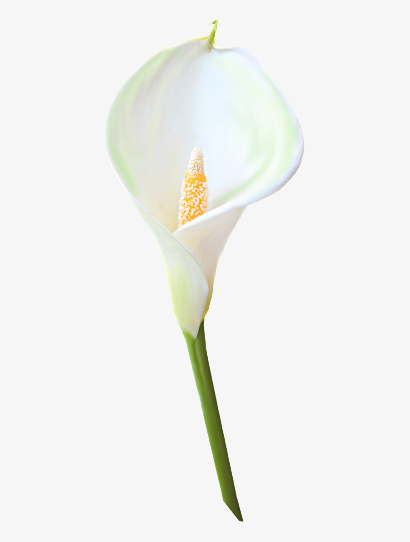 Calla lilies clipart. Flower bouquet. Calla art PNG. Hand-painted ...