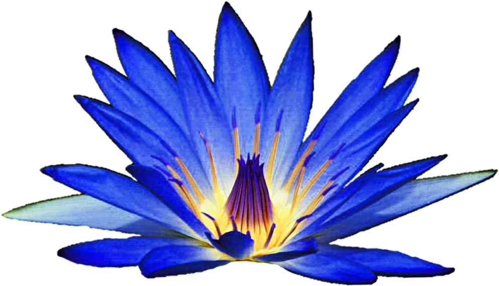 Lilies Clipart Lotus Flower Water Lily Flower Png Transparent Clip 