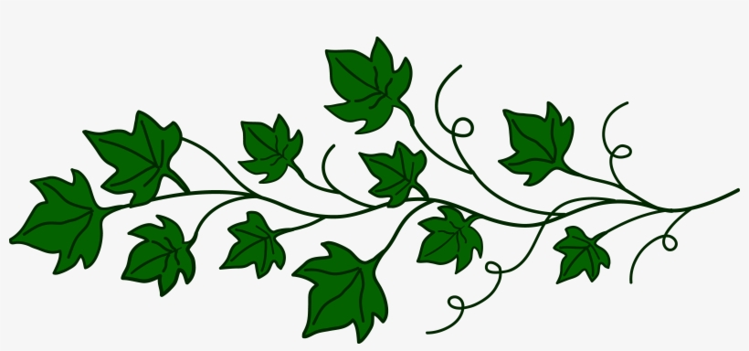 Green ivy vine with lobed leaves and curling tendrils on a white background.