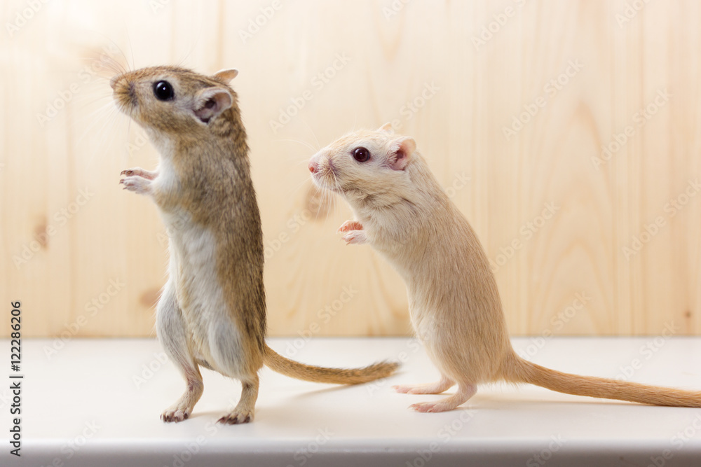 Two gerbils standing upright on hind legs, one brown-and-white and one pale cream, against a light wood background.