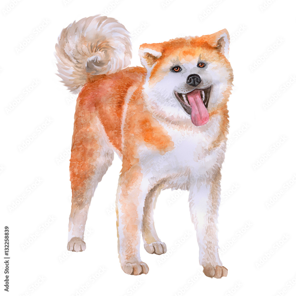 akitas - Clip Art Library