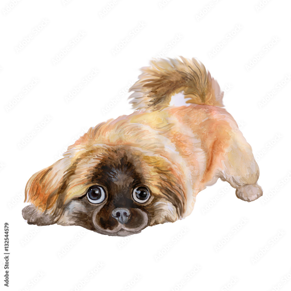 Watercolor illustration of a playful Pekingese dog lying on its side with large expressive eyes and fluffy tan-and-brown fur.