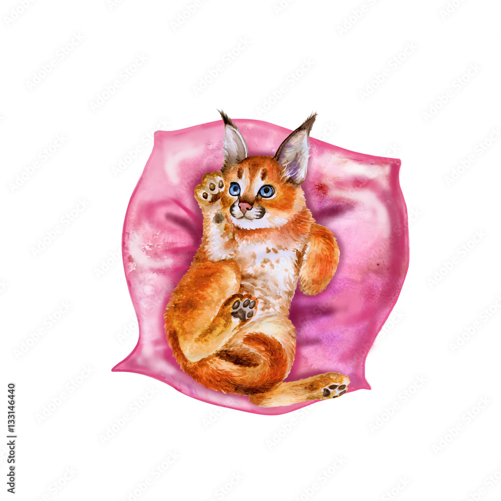 Kitten earss 3482610