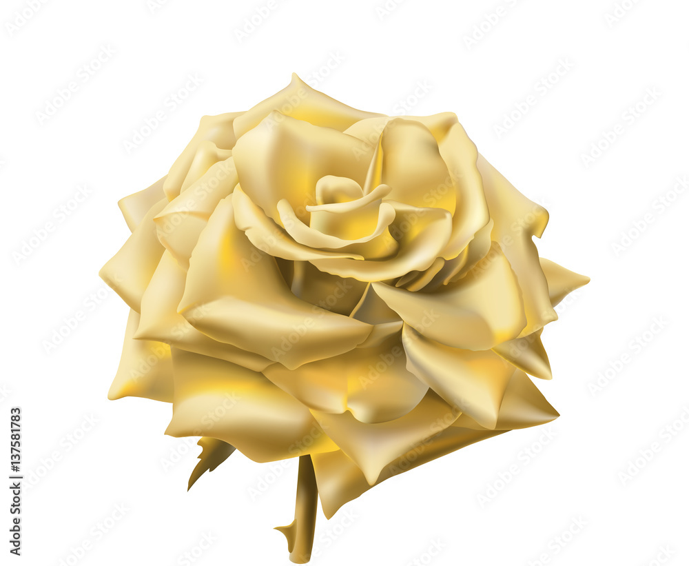 A luminous golden rose with velvety petals and soft highlights, isolated on white background.