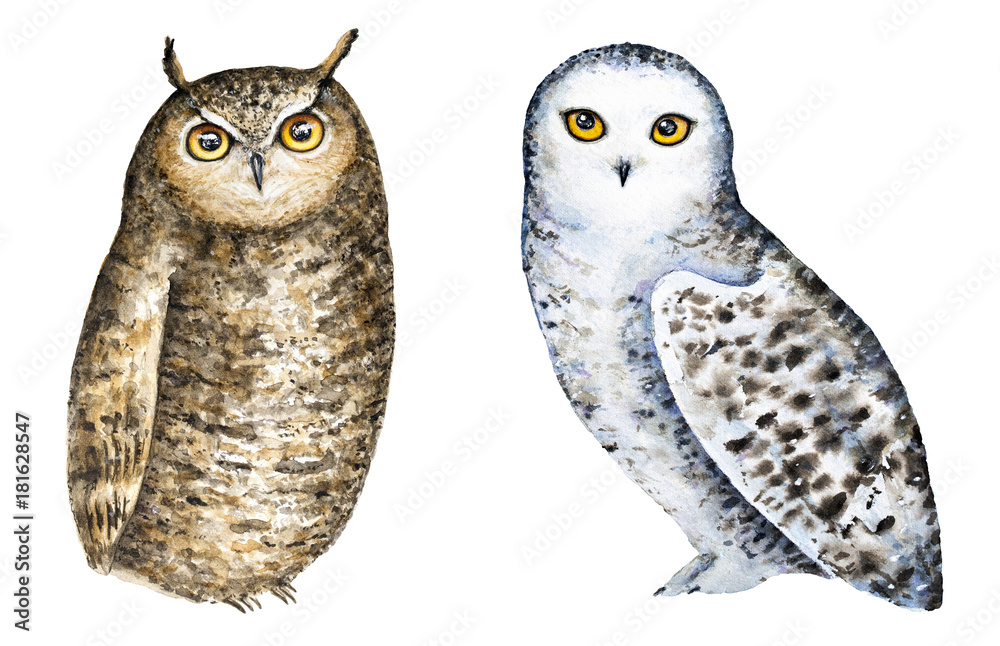 Watercolor illustration of a brown great horned owl and a white snowy owl side by side on white background.