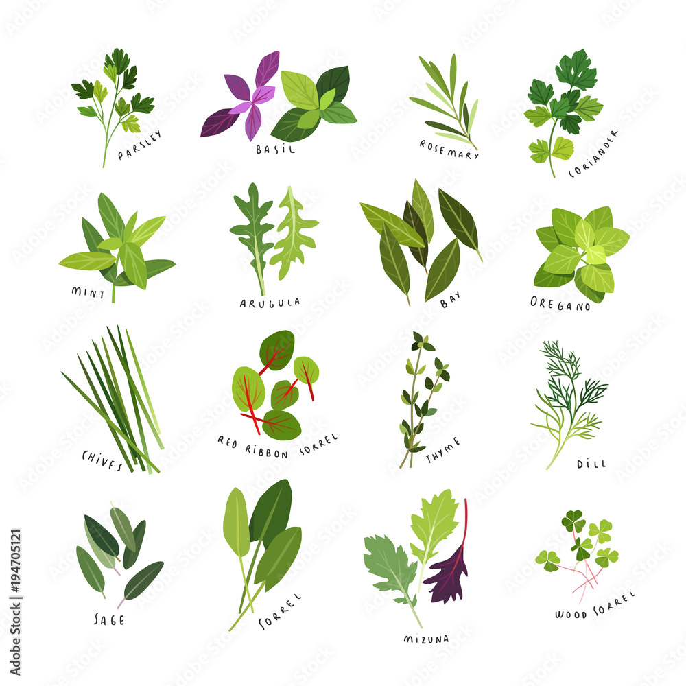 Illustrated guide of 16 common culinary herbs with labeled names including parsley, basil, rosemary, mint, thyme, dill, sage, and sorrel varieties.