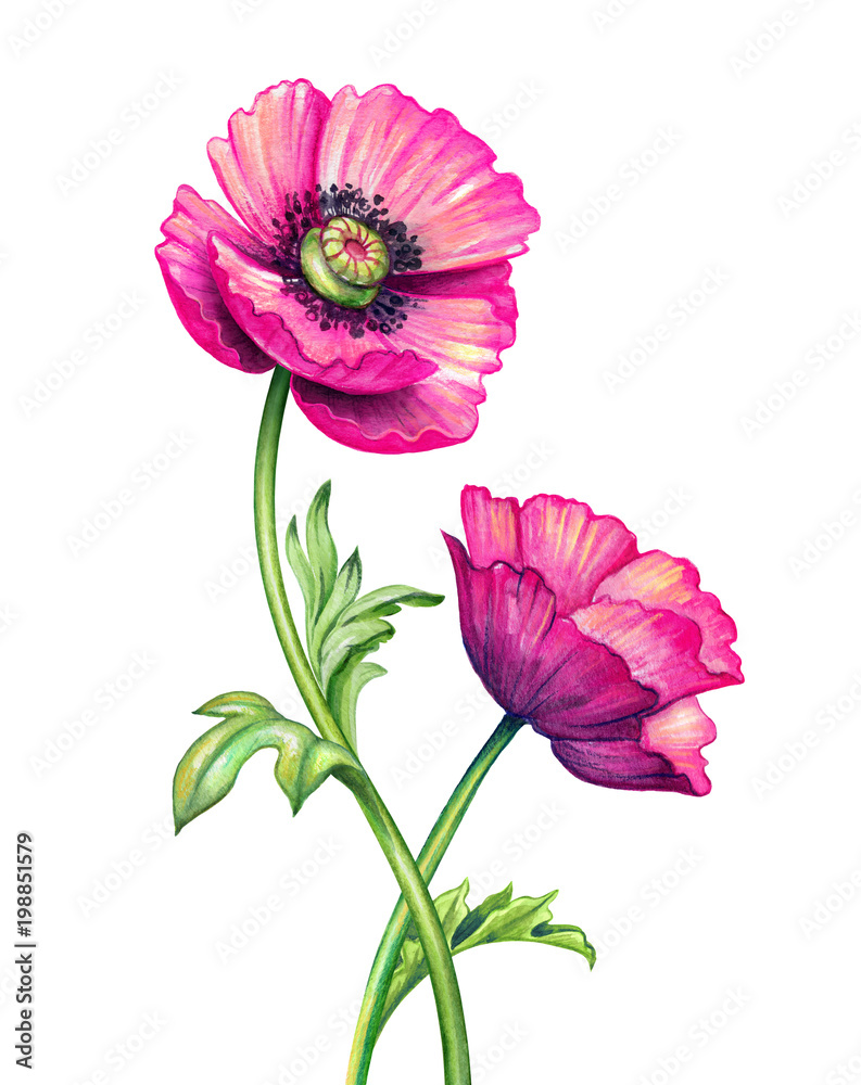 poppy backgrounds - Clip Art Library