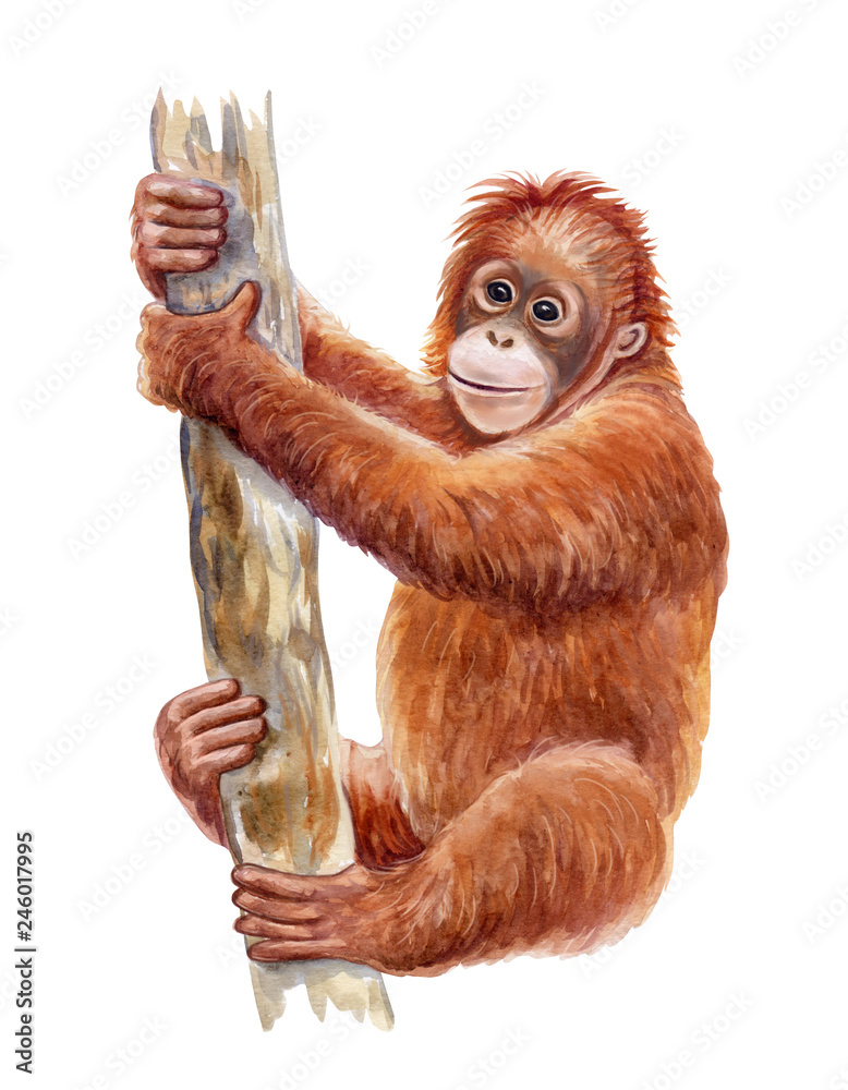 A young orangutan with reddish-brown fur clings to a tree trunk, smiling gently against a white background.