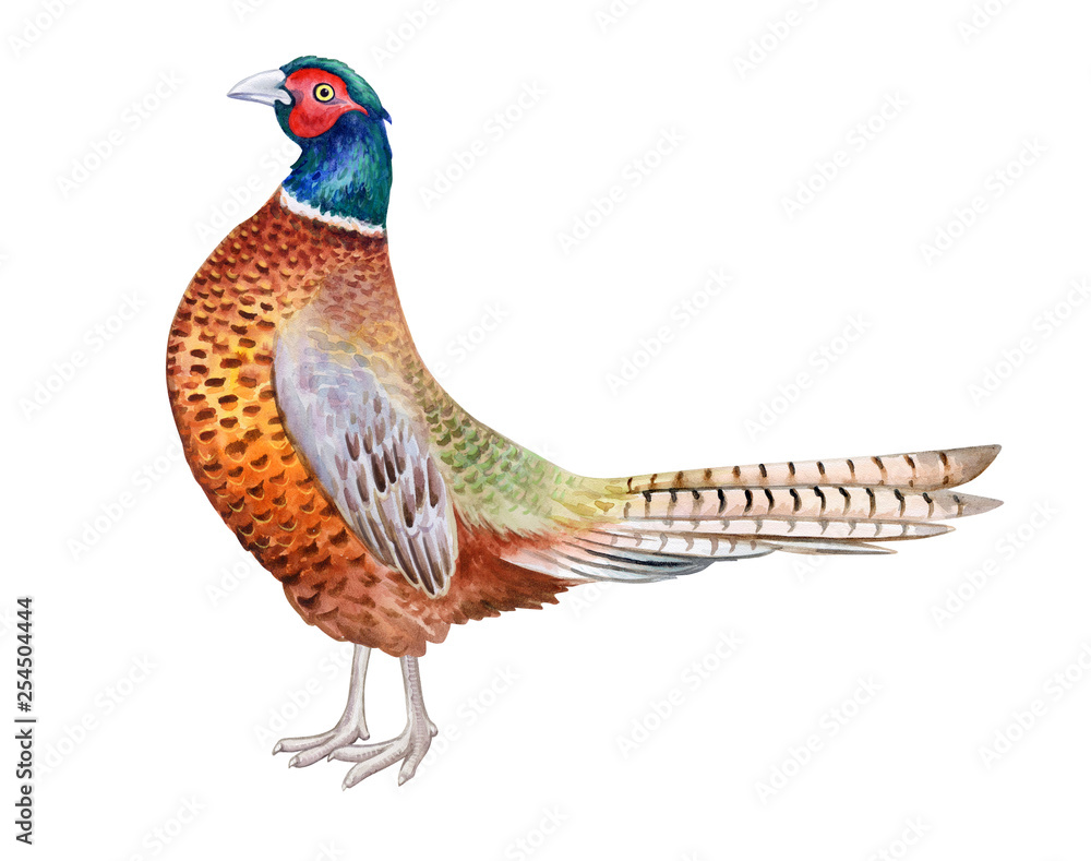 Transparent Pheasant Clipart - Ring-necked Pheasant, HD Png - Clip Art