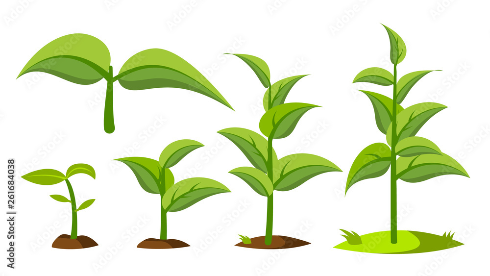 Six illustrated stages of plant growth from seedling to mature plant on white background.
