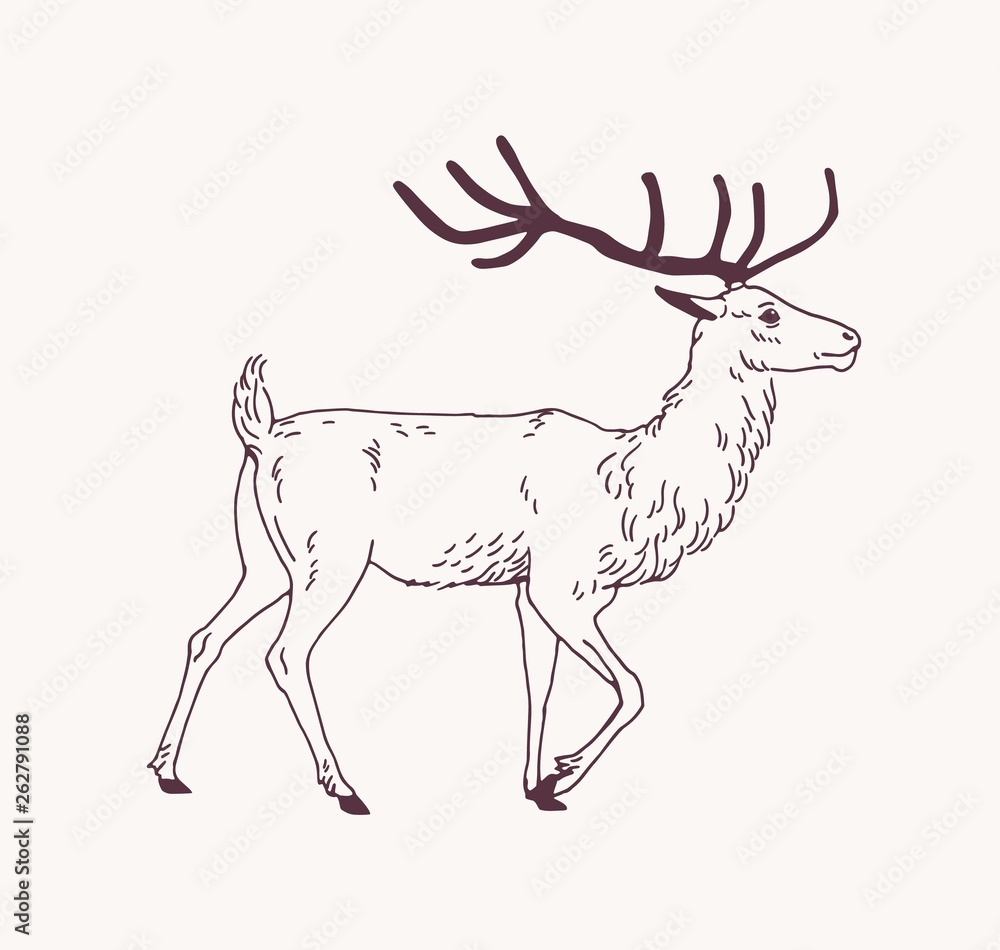 Hand-drawn line art illustration of a majestic stag with large antlers in profile view, walking left to right.