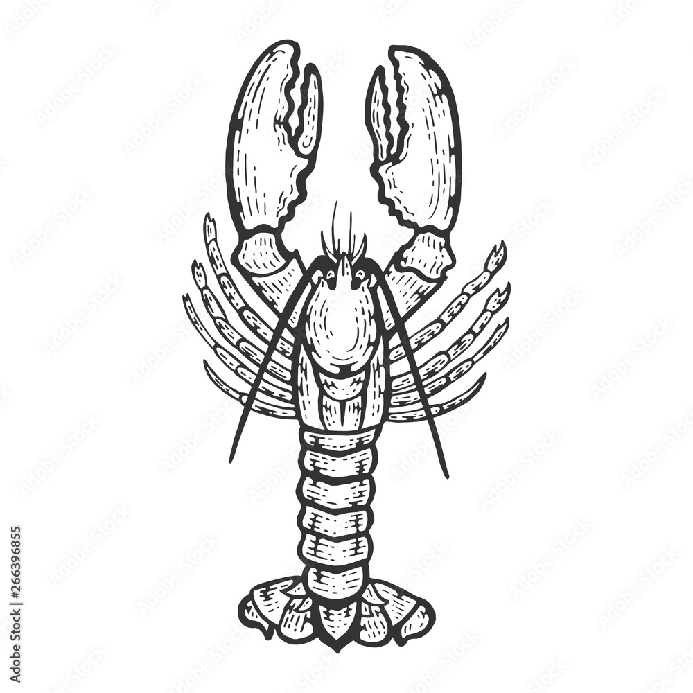 Premium Vector | Lobster sea life - Clip Art Library