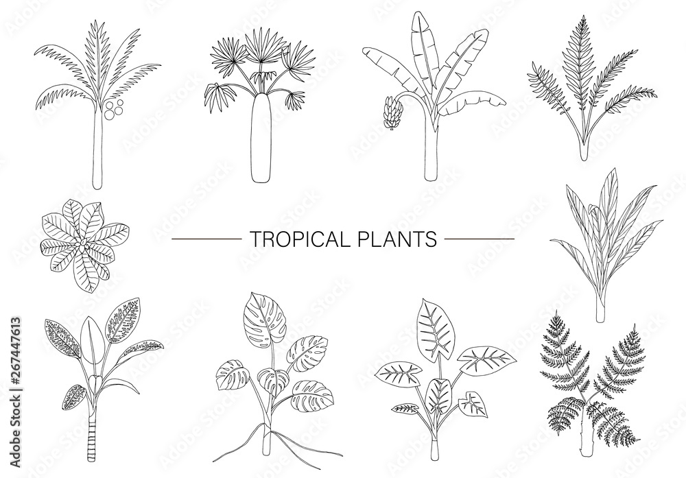 Jungle Tropical Rainforest Plant Clip Art Png 632x640px Jungle Clip Art Library 9780