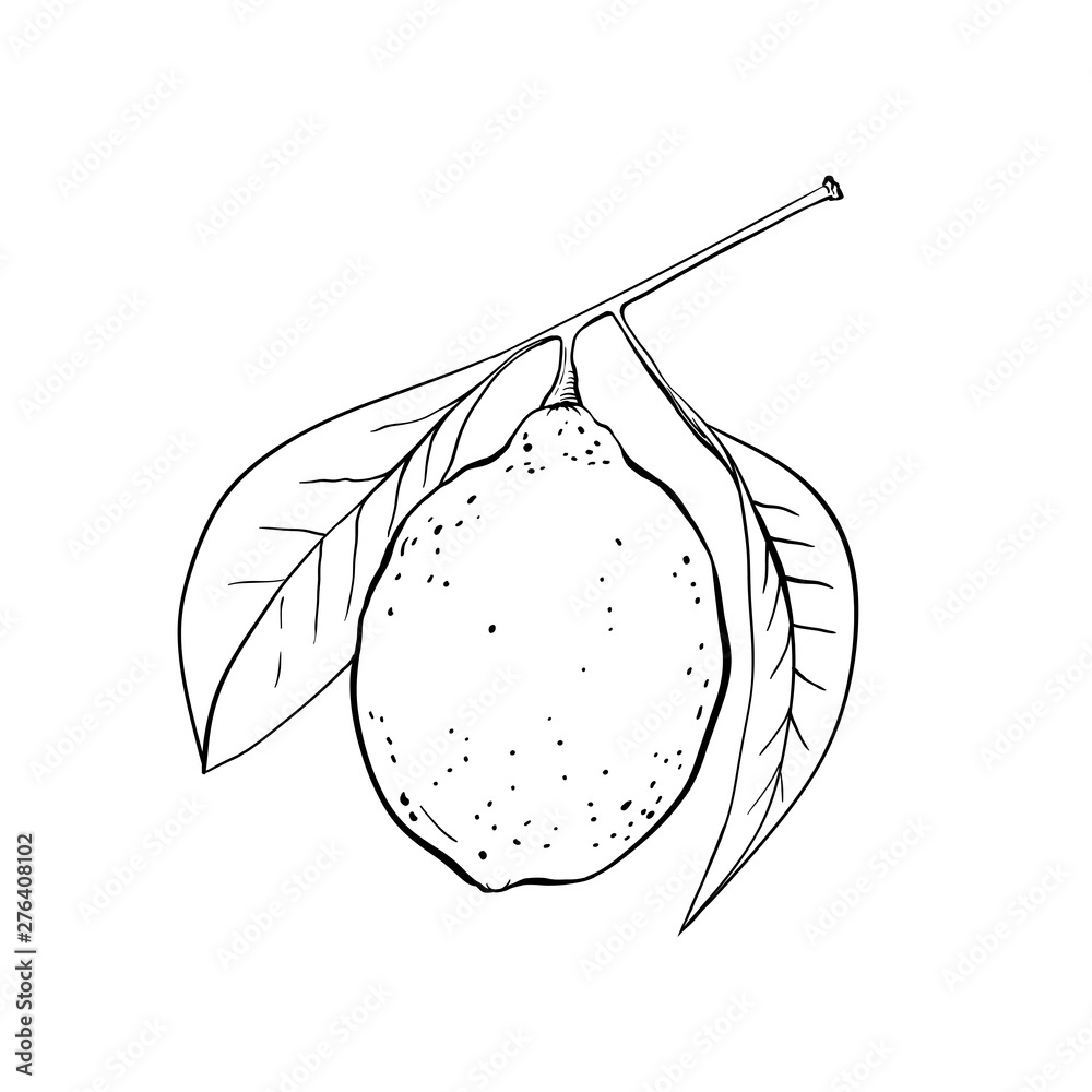 slice-lemon-icon-outline-style-royalty-free-vector-image-clip-art-library